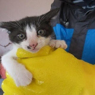 可愛い子猫 飼主放棄です