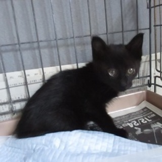 大人しい黒猫くん