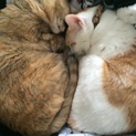 人好きな仲良し猫ちゃんです(避妊済み)