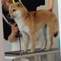 豆柴2歳