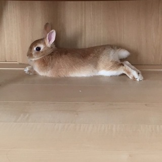 2歳のうさちゃん可愛がってくれる飼い主さん募集！