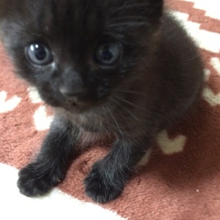 黒猫くまちゃん  1ヶ月！ママは白くまです！