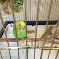 七月中旬生まれのセキセイインコ(ノーマル)