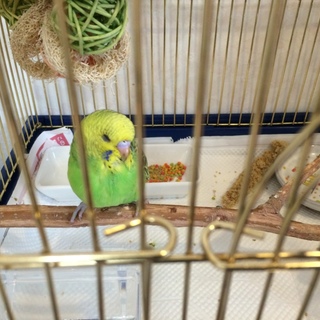 七月中旬生まれのセキセイインコ(ノーマル)