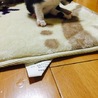 仔猫 サムネイル3