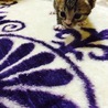 仔猫 サムネイル4
