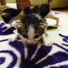 仔猫 サムネイル5