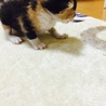 仔猫 サムネイル7