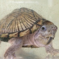 亀とカニとテントウ虫