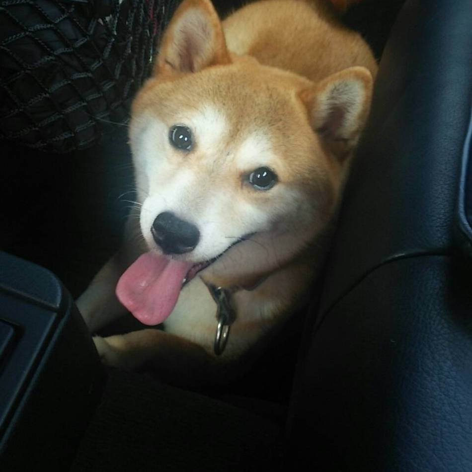 ちゃこちゃんのカバー写真