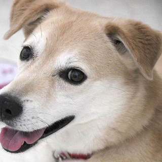 りょうです。私の家族になってください