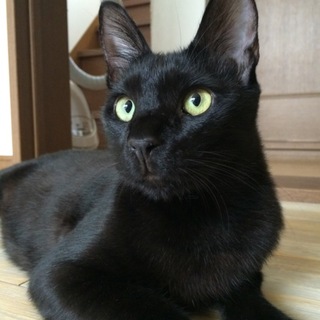 黒美猫君 里親さん募集中