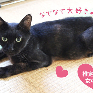 おちついた大人の猫はいかがですか？