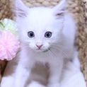 元気いっぱい白の男の子