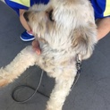 迷い犬の里親募集