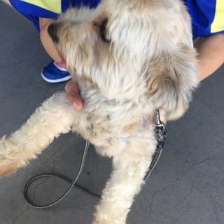 迷い犬の里親募集