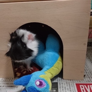 ☆アビシニアンモルモット☆ 里親募集