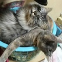 雄猫(毛がふさふさしてる方)