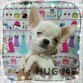 訳あり★３ヶ月 723g の小さなチワワ君★