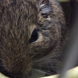 デグー♂×２　ペアで飼ってあげてください