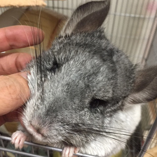 とても人懐っこいチンチラの里親募集