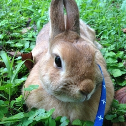 「ラビ、久々に外散歩に連れ出される」サムネイル2