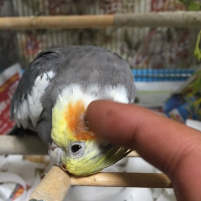 ブルック アイナのカバー写真