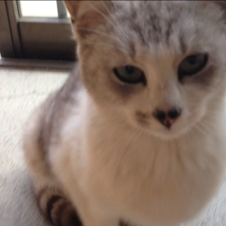 甘えん坊な女の子(避妊手術済み)と子猫１匹