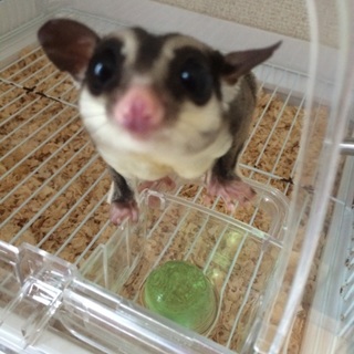 フクロモモンガ1歳の男の子