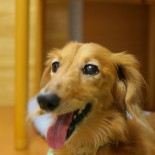 Mダックス　男の子　仮名瑠夏（るか）