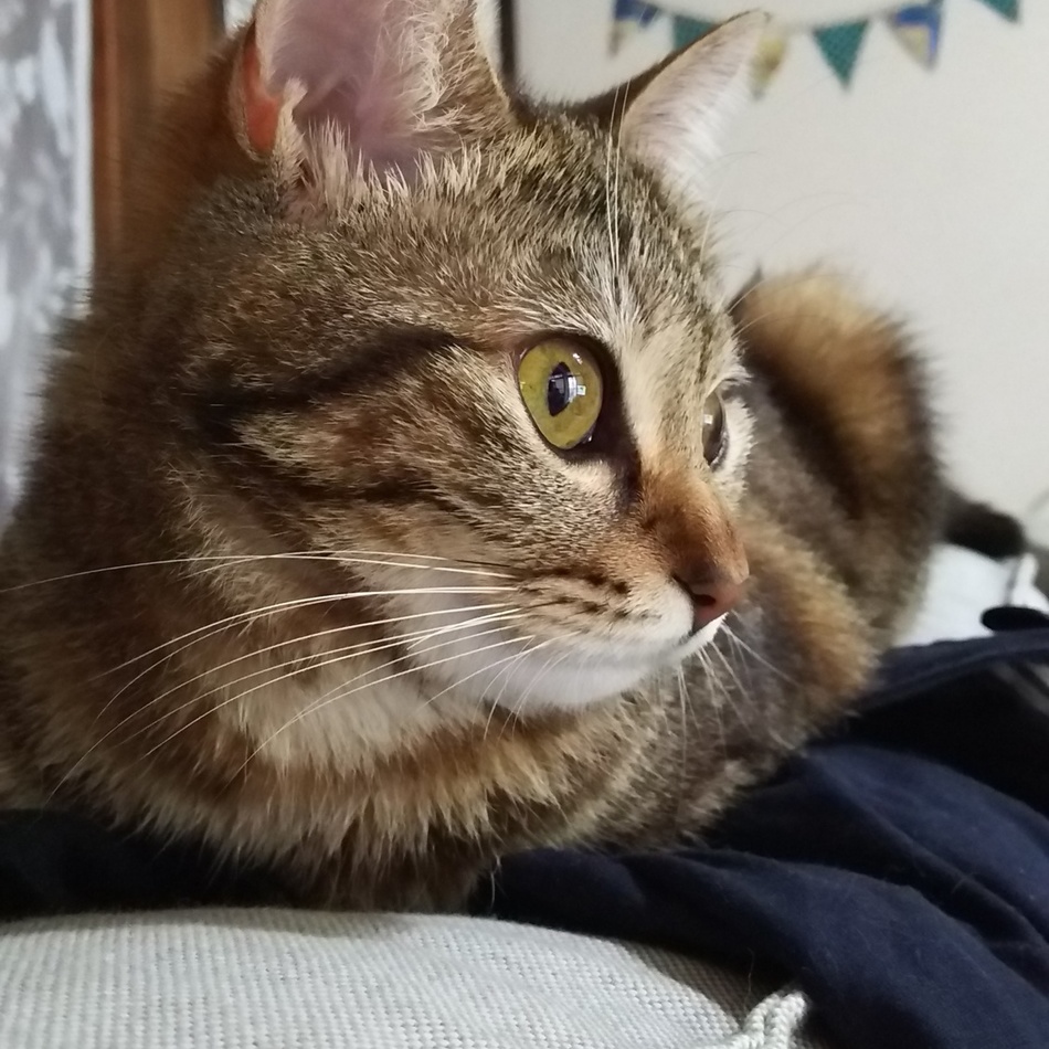 キキのカバー写真