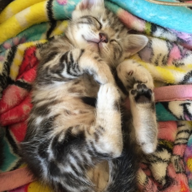 ゆきうみままのカバー写真