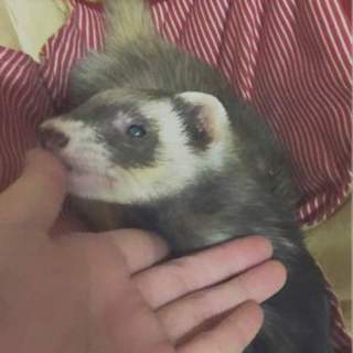 無事里親様見つかりました！ありがとうございました。