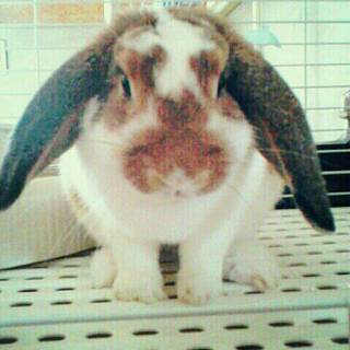 ロップイヤー 女の子