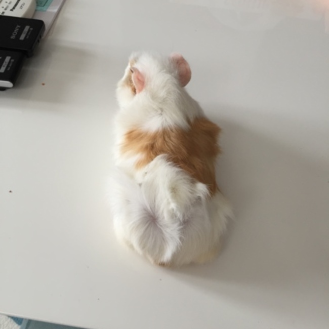 すたぁるのカバー写真