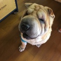 とっても優しいシャー・ペイ♂
