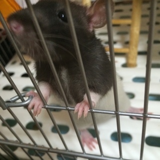 ファンシーラット♂♀里親様募集