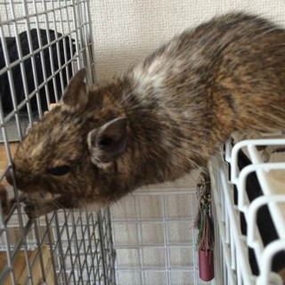 デグー（パイドとノーマル）女の子２匹募集です。