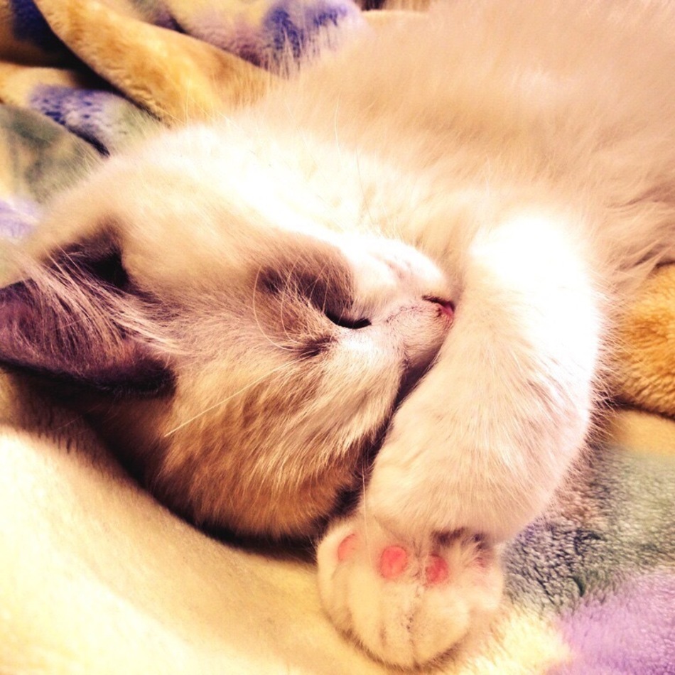 アムのカバー写真