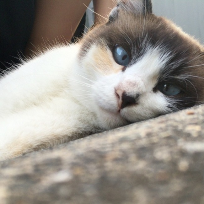 Shimotsukiのカバー写真