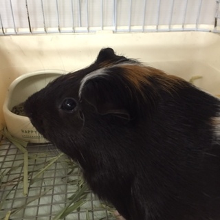 ぷっくりとまんまるいフォルムがかわいいモルモット