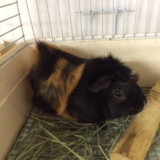 毛がふさふさ！かわいい顔のモルモット