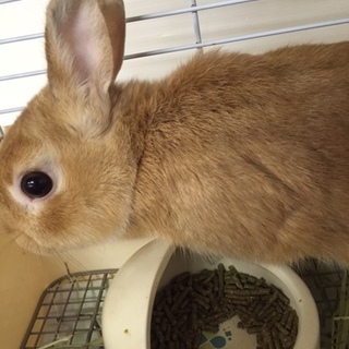 茶色い毛でとってもかわいいネザーランドちゃん