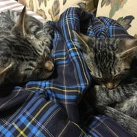 たま＆まり
