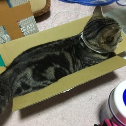 小さめの段ボール箱を与えてみました