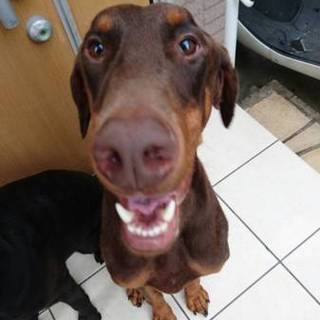 ２歳の男の子です。