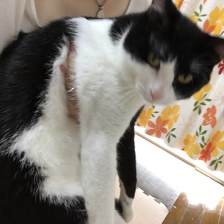 白黒の猫ちゃん！