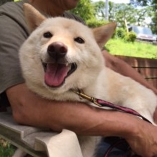 里親様決定 抱っこ大好き 静岡県 犬の里親募集 ペットのおうち 月間利用者150万人