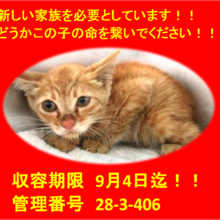 里親決定！お迎えありがとうございました(^^♪