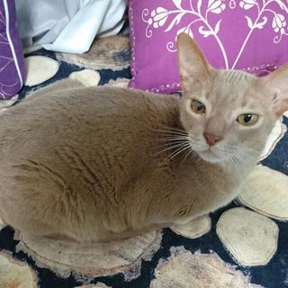 【停止】甘えん坊アビシニアンの男の子